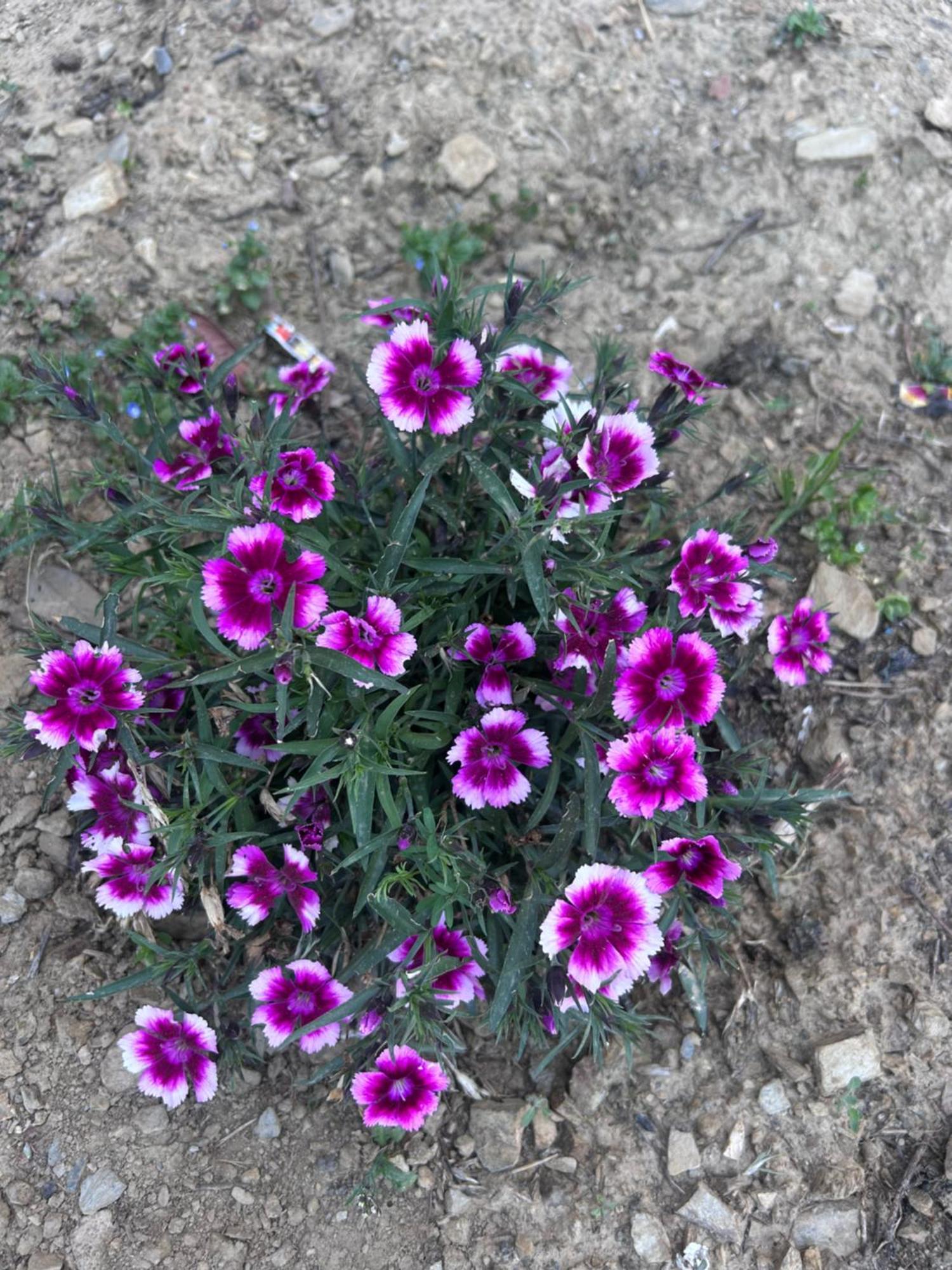 שימלה Shalom Hillcrest Inn מראה חיצוני תמונה